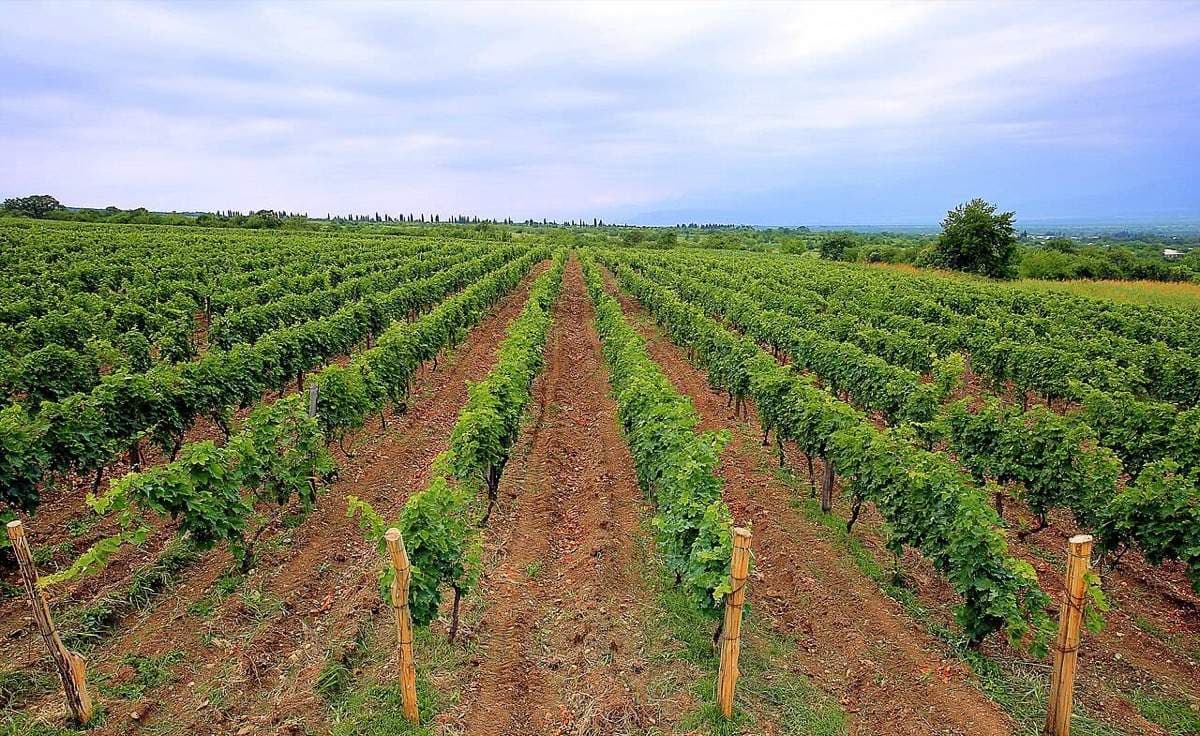 Complete Guide to Georgia's Wine Country: Kakheti Region